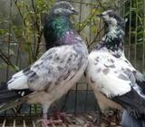 বাবর কবুতà¦