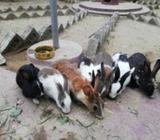 খরগোà¦
