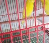 লুটিনো এডাল্ট পেয়াà¦