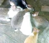 কারো খরগোশ লাগলে আামার সাথে যোগাযোগ করà§