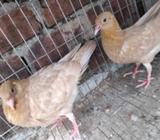 akjora ghiya chulli baccha