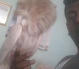 জ্যাকবিন কবুতà¦