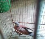 মেইল ঘুঘà§