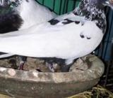 নাপতা জোরà¦