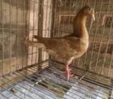 হলুদ শেখর এডাল্ট মাদà¦