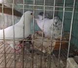 কবুতর বিক্রà§