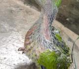 indian ring neck baby