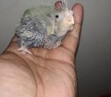 Cockatiel