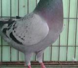ম্যাক্সি নà¦