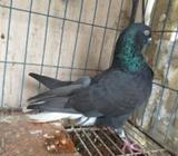 1 jora maslamdom sell