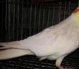 cockitel female for sell