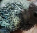 tame size cocatail baby