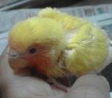 lovebird baby