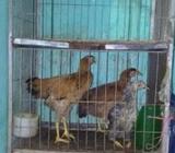 কবুতরের খাঁচà¦