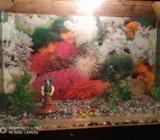 Aquarium