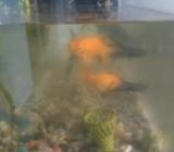 aquarium