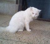 Adult Persian