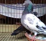 বাগা গিরিবাজ মাস্টার পেয়ারà¥