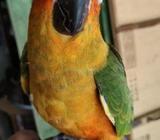 টেম সান কুনà¦