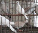 চুইটাল ঘুঘু মাদি বাচ্চা সহà¥