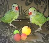 Indian ringneck