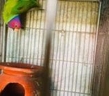 Indian Plum Headed Parakeet