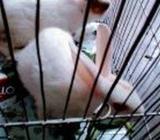 Rabbit