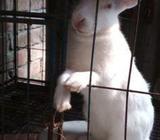 খোরগোস / Rabbit Male + Female