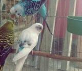 (৩ টা মেইল বাজরিগার