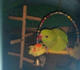 Pure breed Baby Indian Ringneck