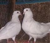 adult chunil