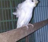 bajrika japanese female