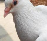 কাগজী চুইটাল রানিং জোড়à¦
