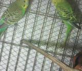 বাজরিগার ১ জোড়া এডাল্à¦