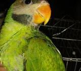 indian tame green ringneck