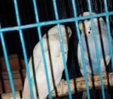 একজোড়া বাট জিগাà¦