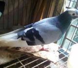 Pigeon/কবুতà¦
