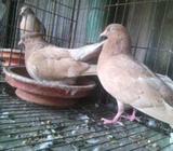 রানিং জোড়া ঘিয়া ছুল্লà¦