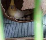 cockatiel pair sale