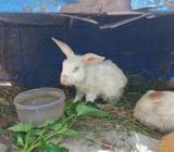 Rabbit Sale