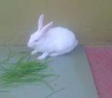 rabbit/খরগোশ (ছেলে