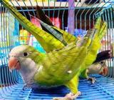 Monk Parakeet Bonding Pair