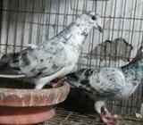 আফসান গ্রিজেà¦