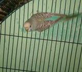 ফিমেইল বাজরিগা sell রানিà¦