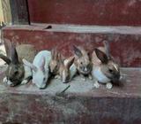 rabbit