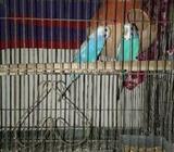 1 pair skyblue budgeigar
