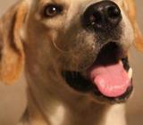 Labrador 100% pure breed