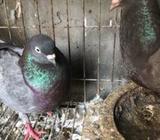 gribaj pigeon