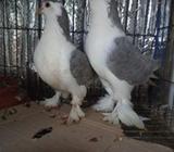 সিরাজী জোরà¦