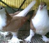 Youllow Seraj Lahore Baby For Sell